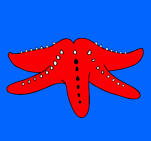 Estrella de mar