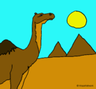 Dibujo Camello pintado por merino
