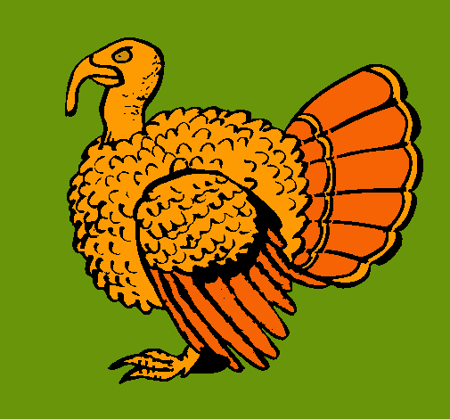 Pavo 