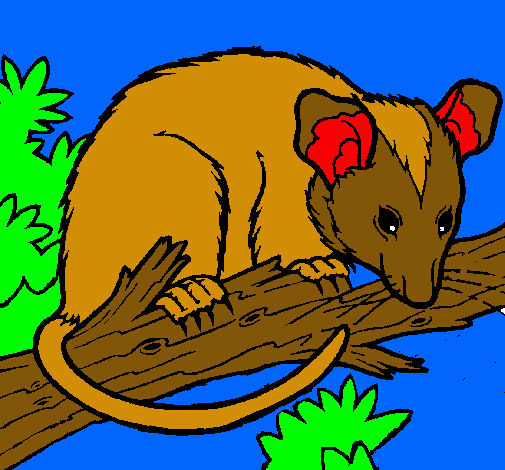 Ardilla possum