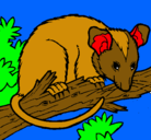 Dibujo Ardilla possum pintado por eloy