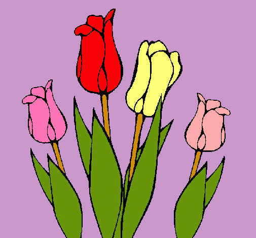 Tulipanes