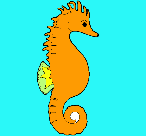 Caballito de mar