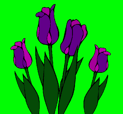 Tulipanes