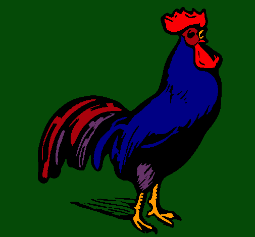 Gallo gallardo