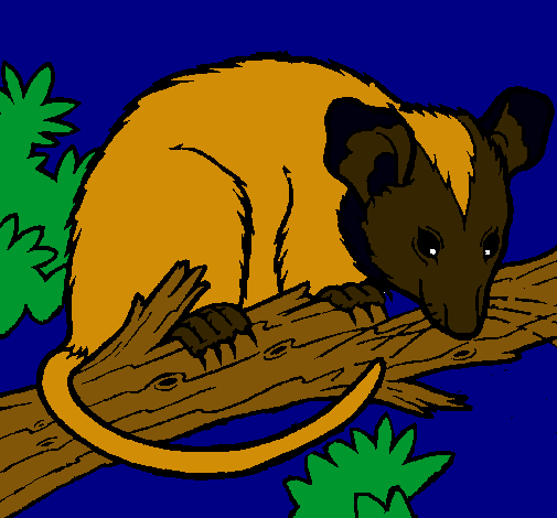 Ardilla possum