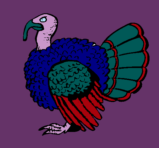 Pavo 