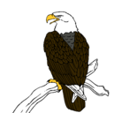 Dibujo Águila en una rama pintado por mimi