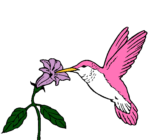 Colibrí y una flor