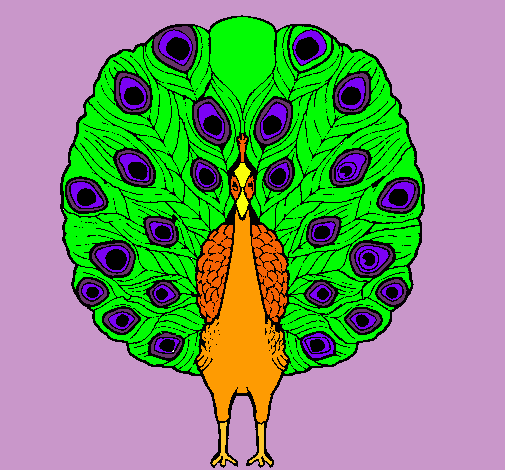 Pavo real