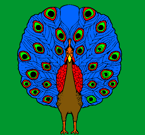 Pavo real