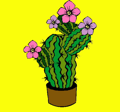 Flores de cactus