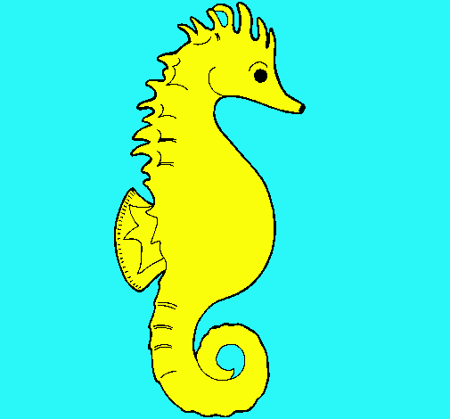 Caballito de mar