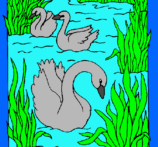 Cisnes