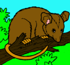 Dibujo Ardilla possum pintado por omar