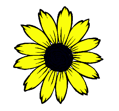 Girasol