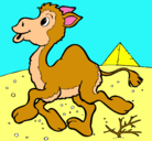 Dibujo Camello pintado por pocholin