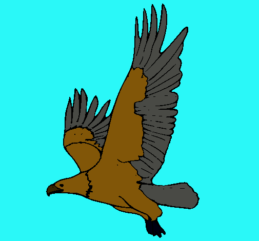 Águila volando