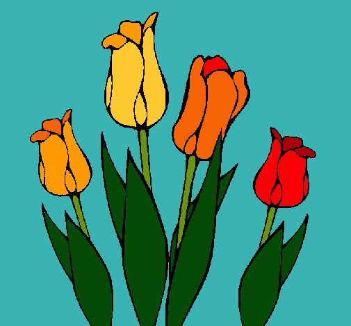 Tulipanes