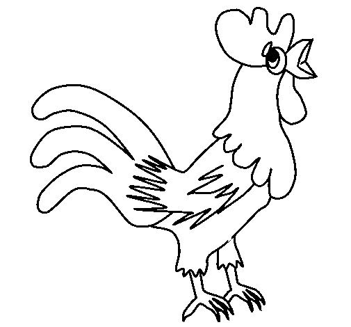 Gallo