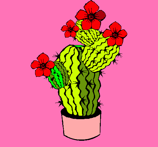 Flores de cactus