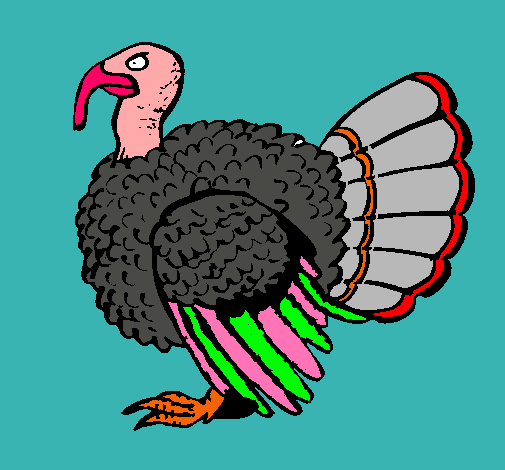 Pavo 