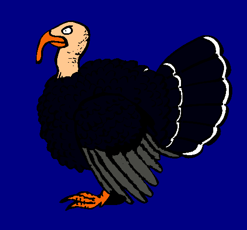 Pavo 