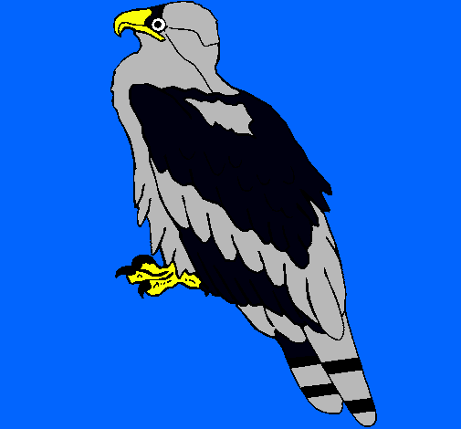 Águila