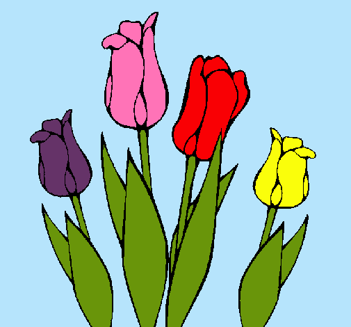 Tulipanes