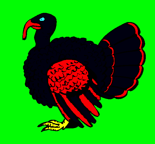 Pavo 