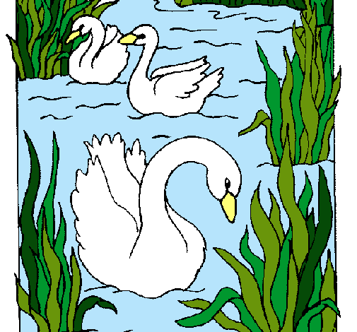 Cisnes