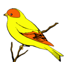 Dibujo Canario salvaje pintado por canario