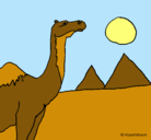 Dibujo Camello pintado por debora1