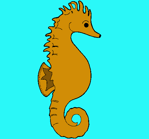 Caballito de mar