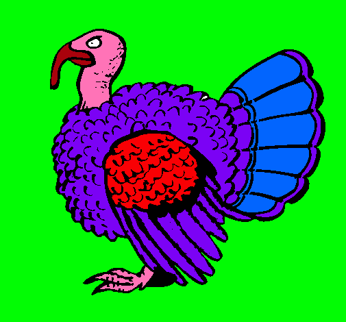 Pavo 