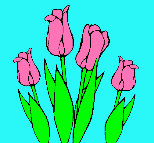 Tulipanes