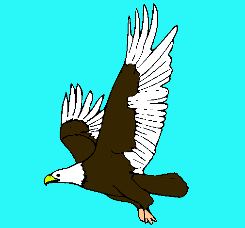 Águila volando