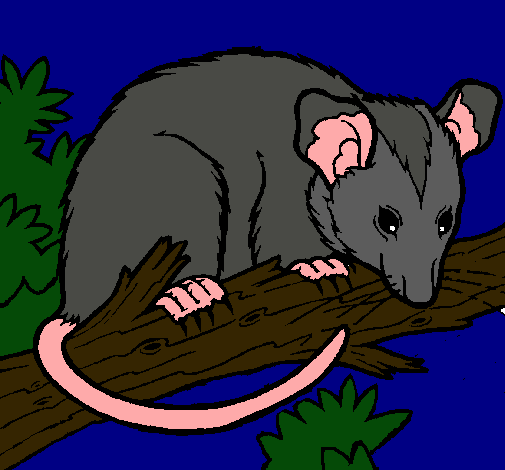 Ardilla possum