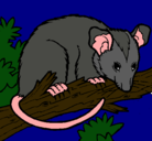 Dibujo Ardilla possum pintado por gregorio