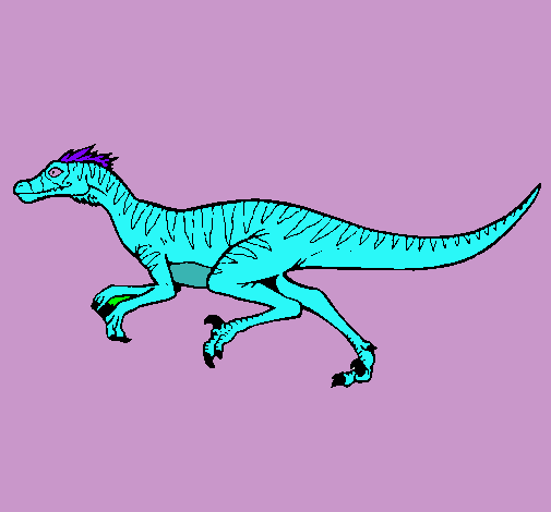 Velociraptor