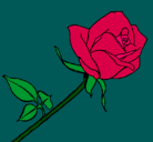 Dibujo Rosa pintado por tosande
