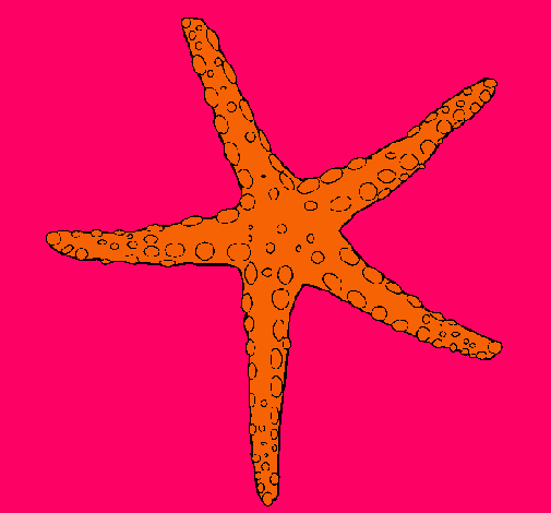 Estrellita de mar