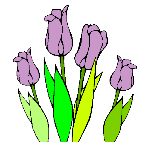 Tulipanes