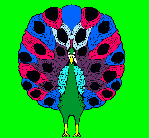 Pavo real