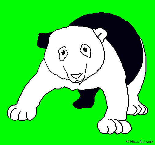 Oso panda