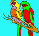 Dibujo Loros pintado por aim3e 