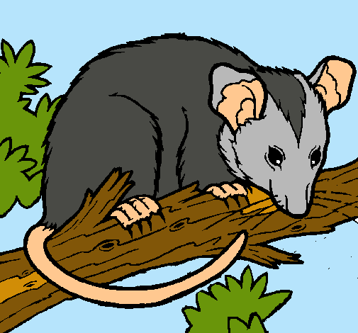 Ardilla possum