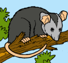 Dibujo Ardilla possum pintado por JUANMA22