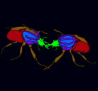 Dibujo Escarabajos pintado por irati