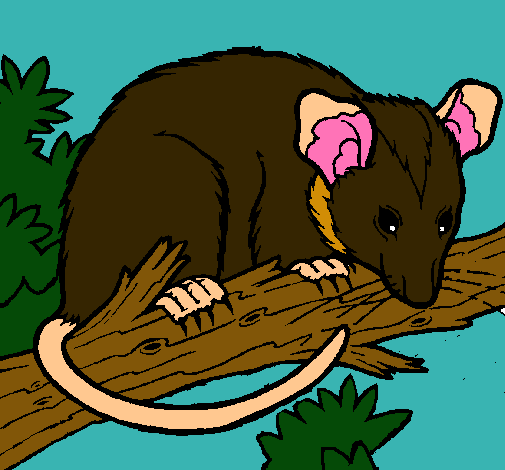 Ardilla possum